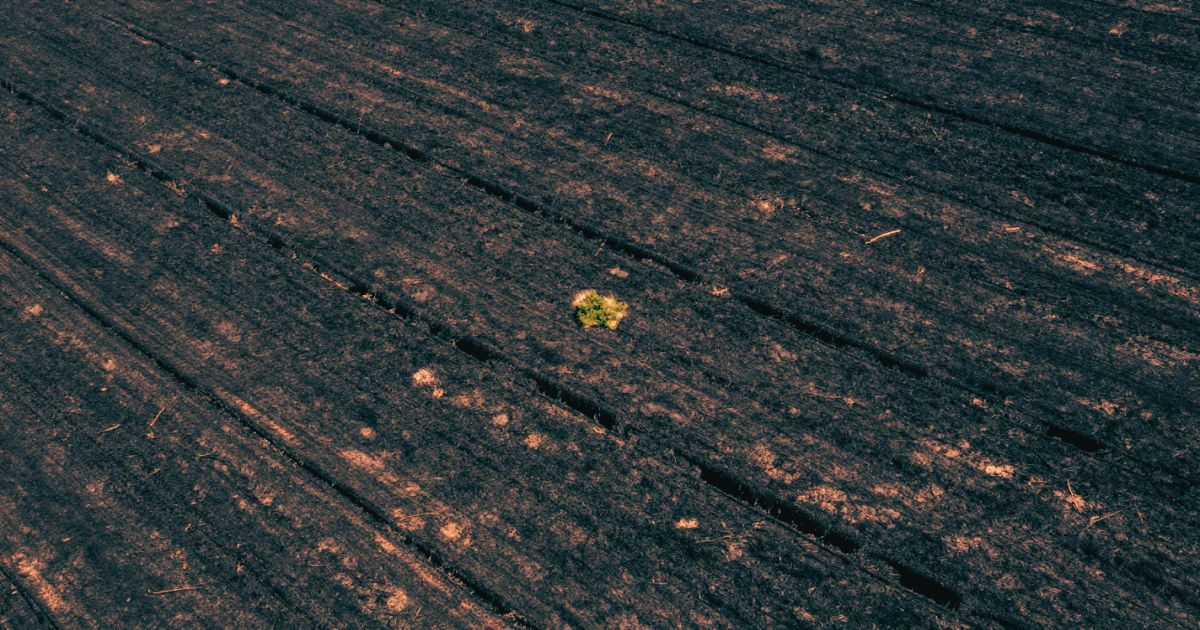 A scorched blackened field seen from above with geometric burn lines and one small untouched green patch, desaturated editorial photography