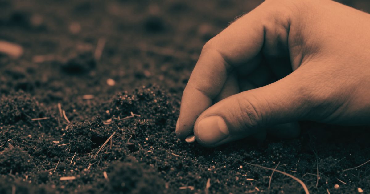 Hands pressing a single seed into dark soil, shot from behind with no face visible, high contrast editorial photography
